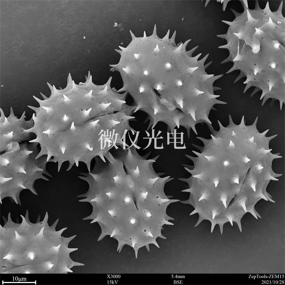 掃描電鏡測樣，要注意什么？