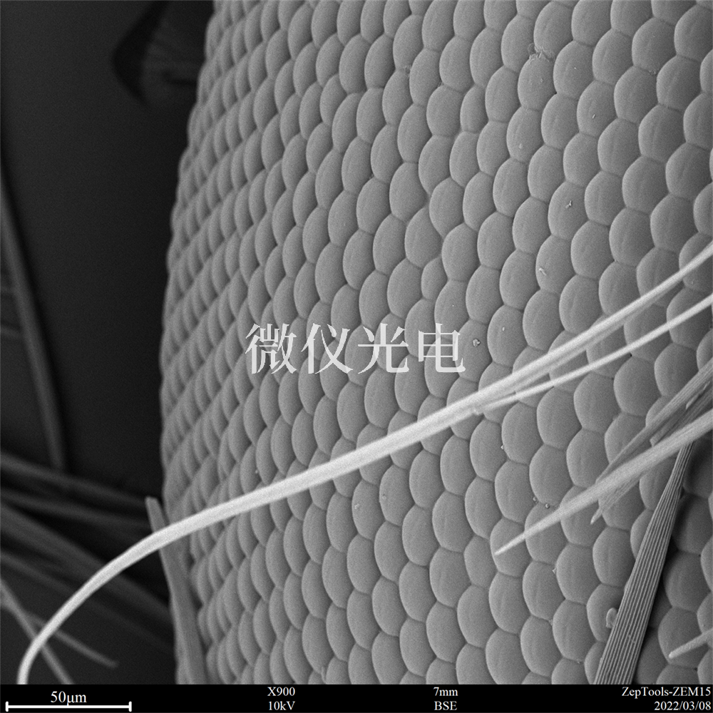 掃描電鏡有沒(méi)有什么局限性？